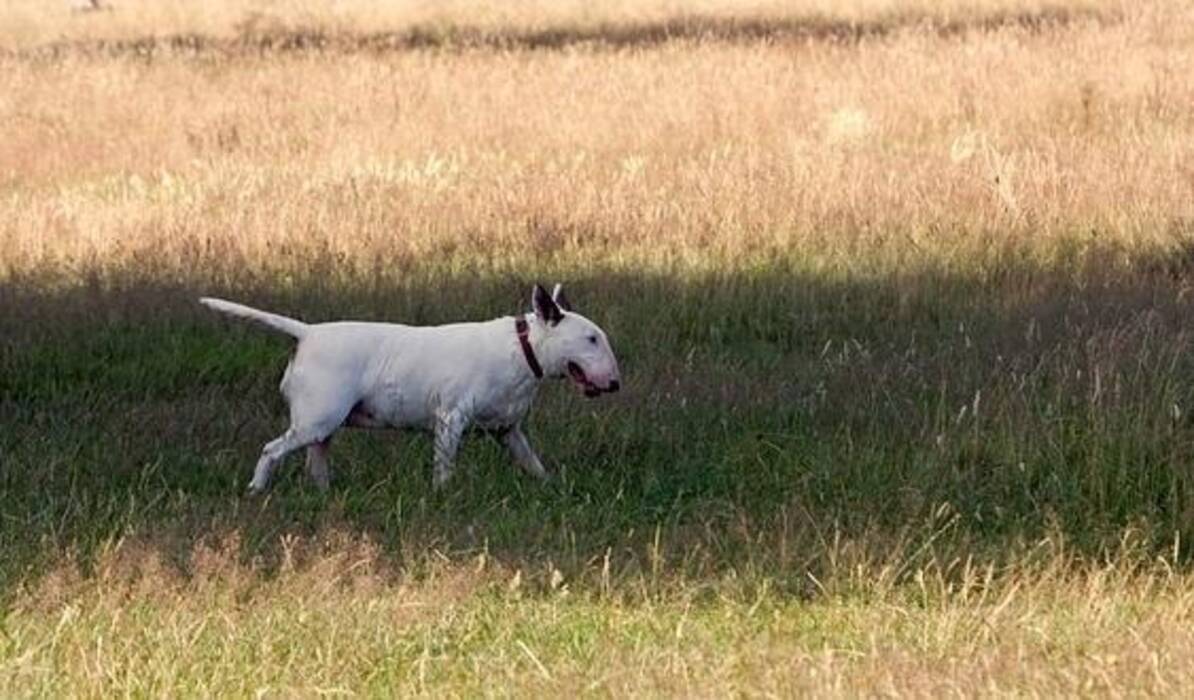 Bull Terrier blanco: descripción y peculiaridades de su mantenimiento