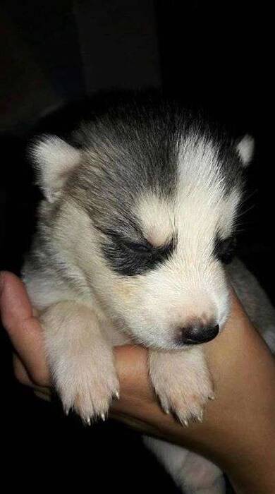 Cachorros de Husky recién nacidos: descripción y cuidados