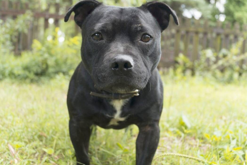 Características de la compra de orejas en Staffordshire terrier