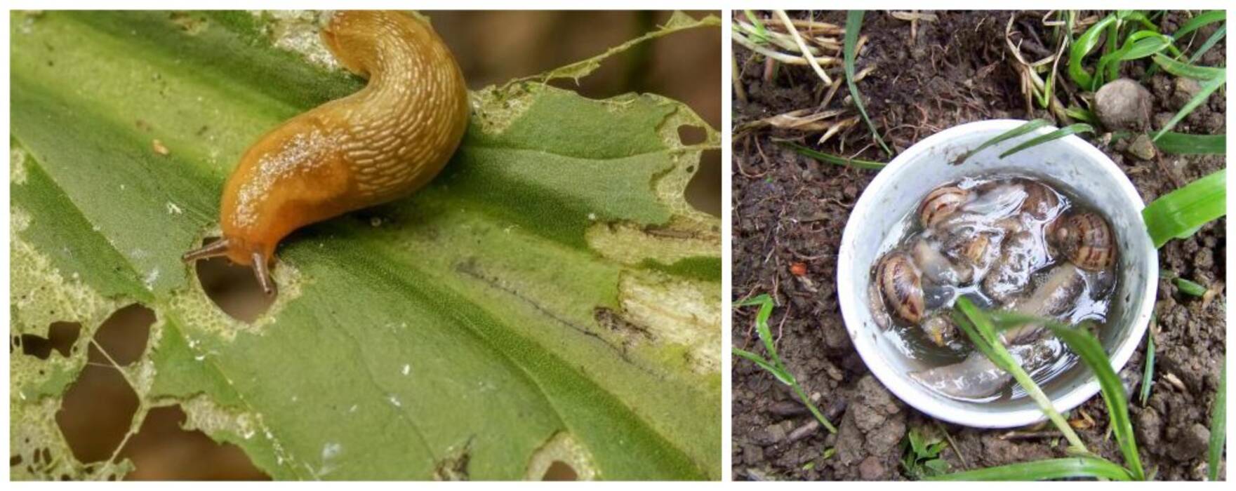 Características de la cría de caracoles en casa y sus cuidados
