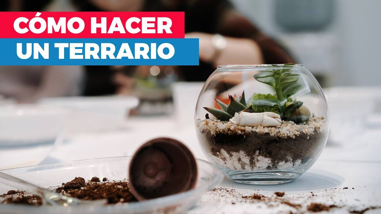 Características de los terrarios perpetuos