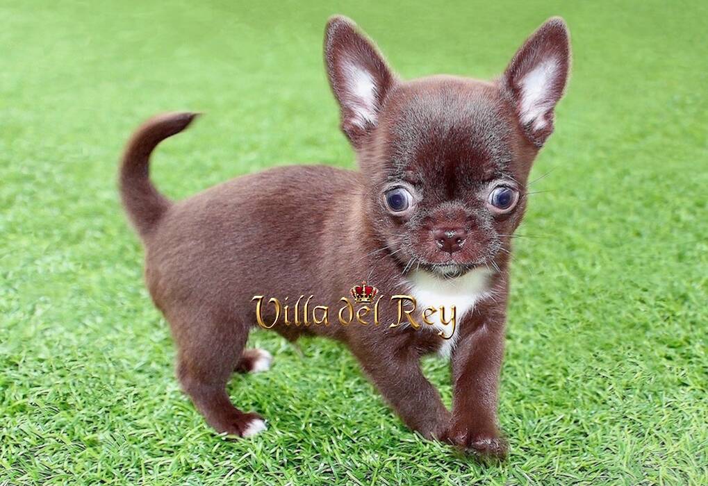 Características del Chihuahua de color negro