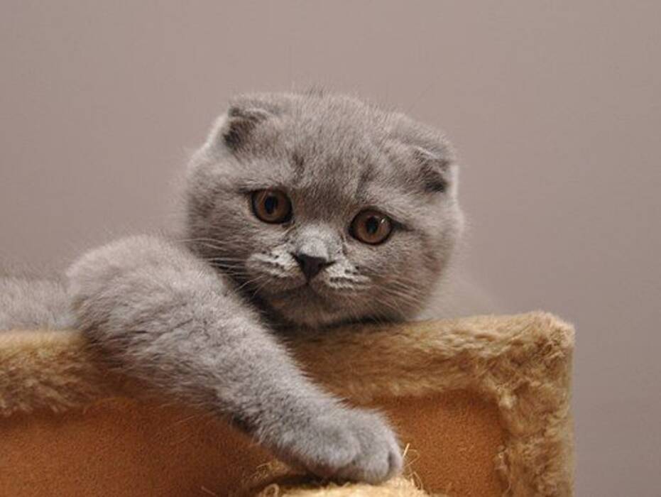 Características del gato azul escocés de orejas caídas