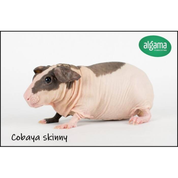 Cobayas calvas: características, razas y contenido