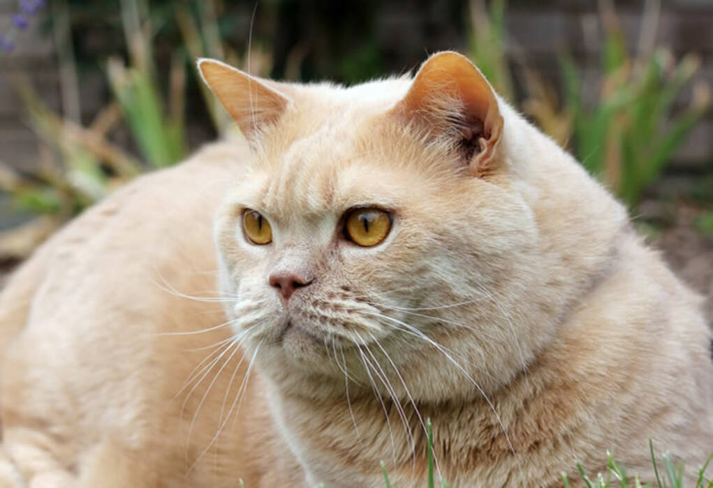 Colores de los gatos británicos