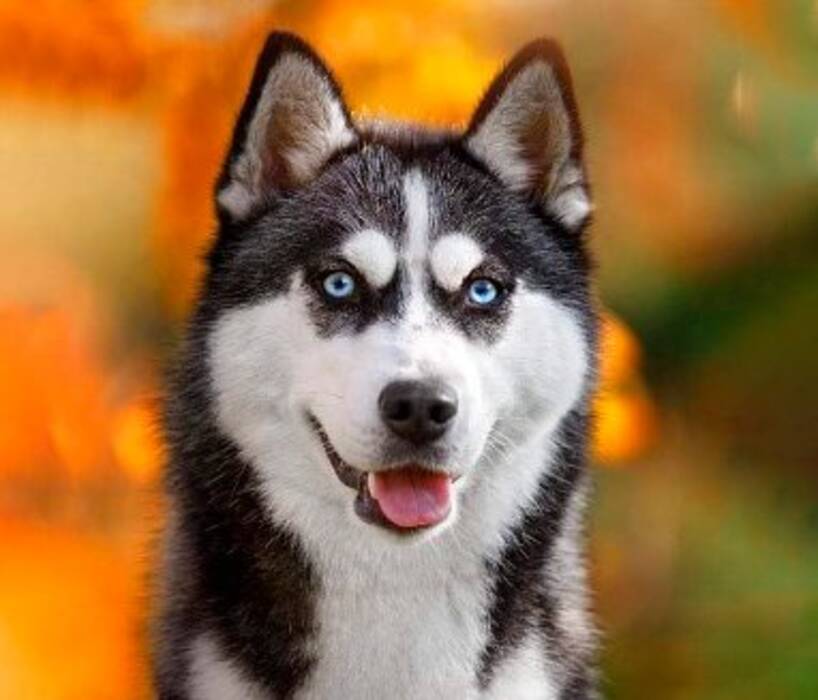 Colores de perros Husky