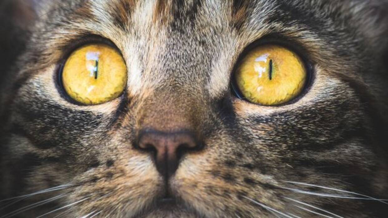 Colores populares entre los gatos