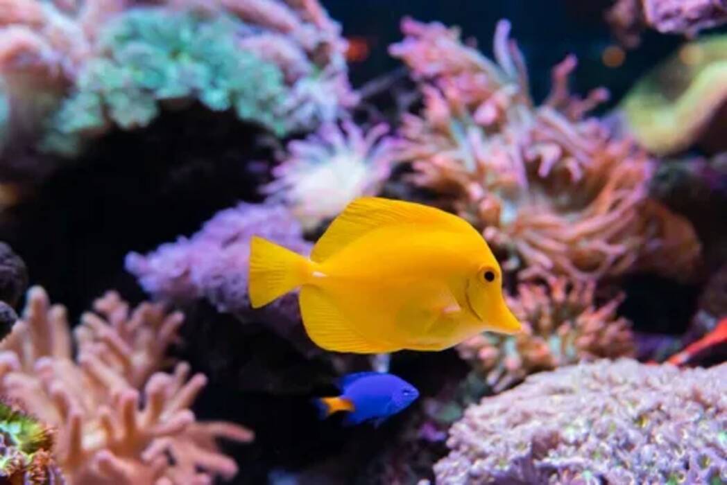 Cómo ablandar el agua del acuario y cómo aumentar su dureza?