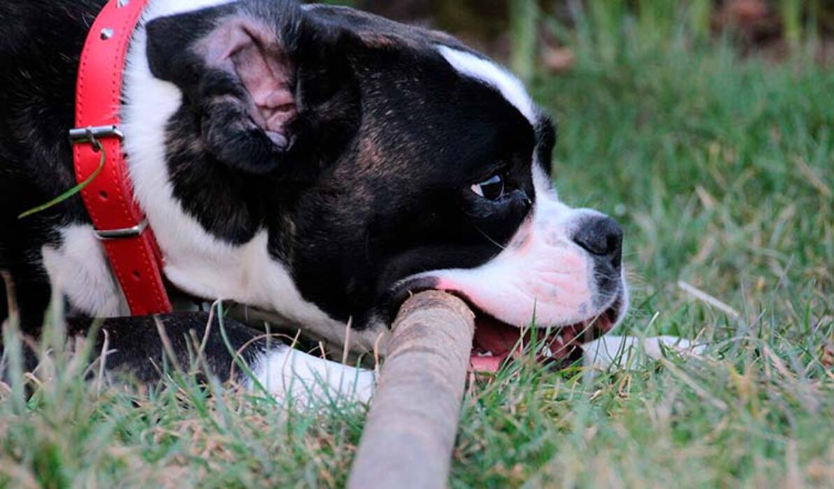 Cómo adiestrar a un cachorro para que muerda?