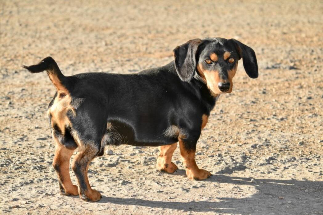 Cómo educar y adiestrar a un perro salchicha?