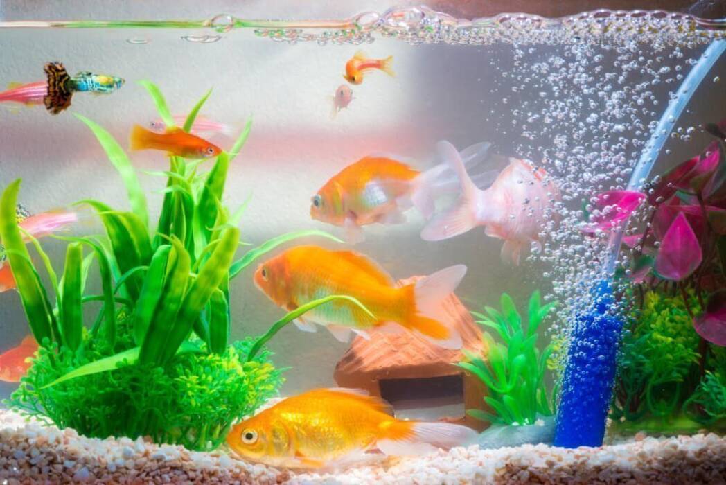 Cómo hacer un sifón para un acuario con sus propias manos?