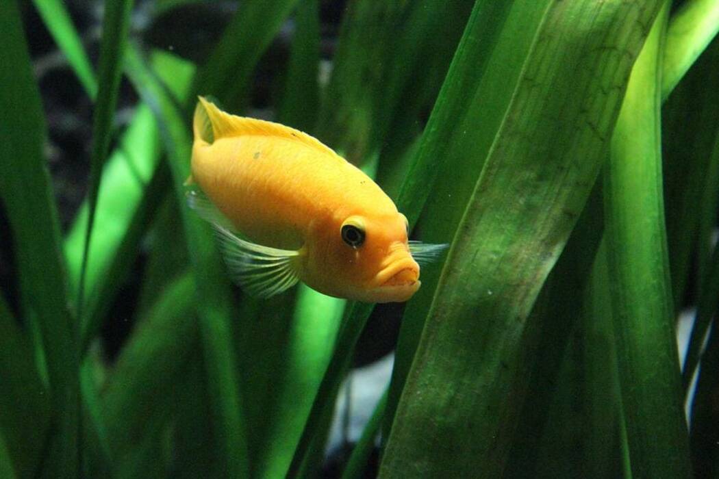 Con qué frecuencia hay que cambiar el agua del acuario y cómo hacerlo?