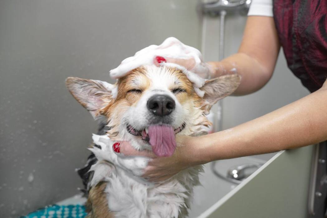 Corgi Fluffy: características del gen y mantenimiento de los cachorros