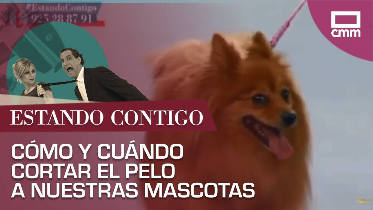 Cuándo y cómo cortar el pelo a su Spitz?