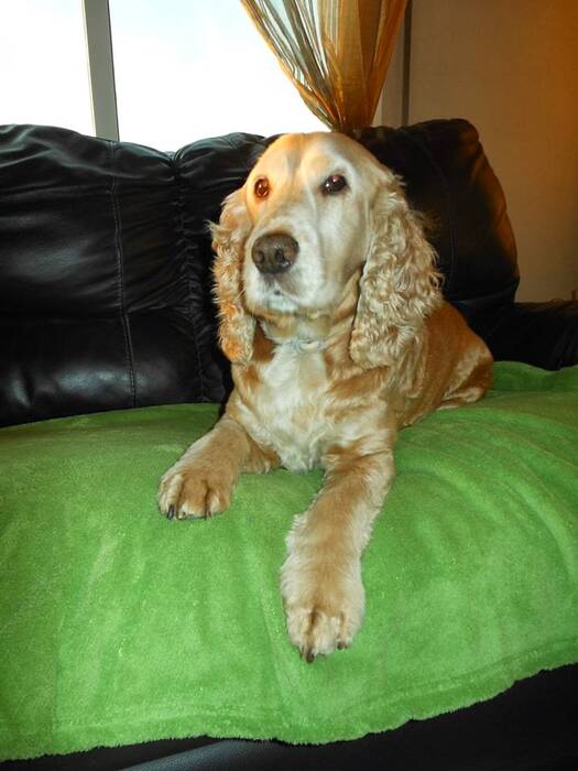 Cuántos años viven los spaniel y de qué depende?