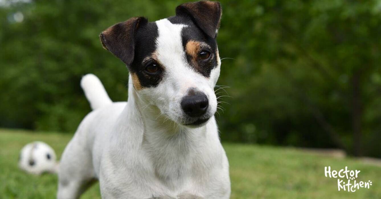 Cuántos Jack Russell Terriers viven y de qué depende?
