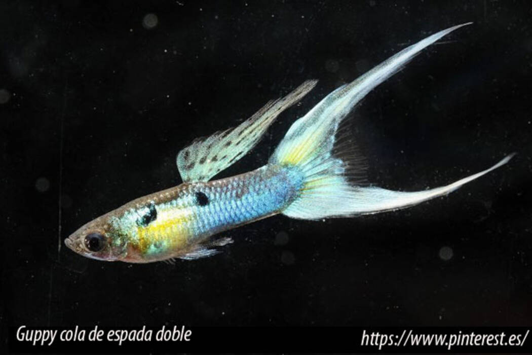 Descripción de las especies de guppys