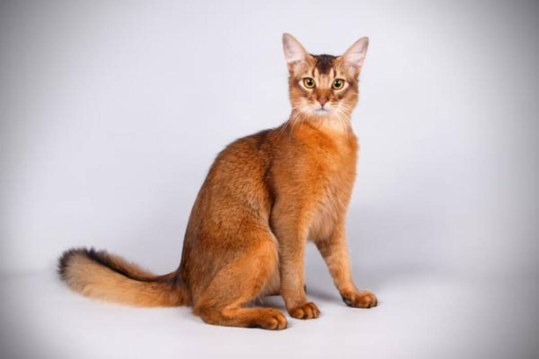 Descripción y mantenimiento de los gatos abisinios de color azul