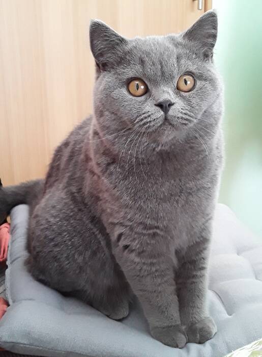 El color del gato británico Whiskas: las características del color y las sutilezas del cuidado