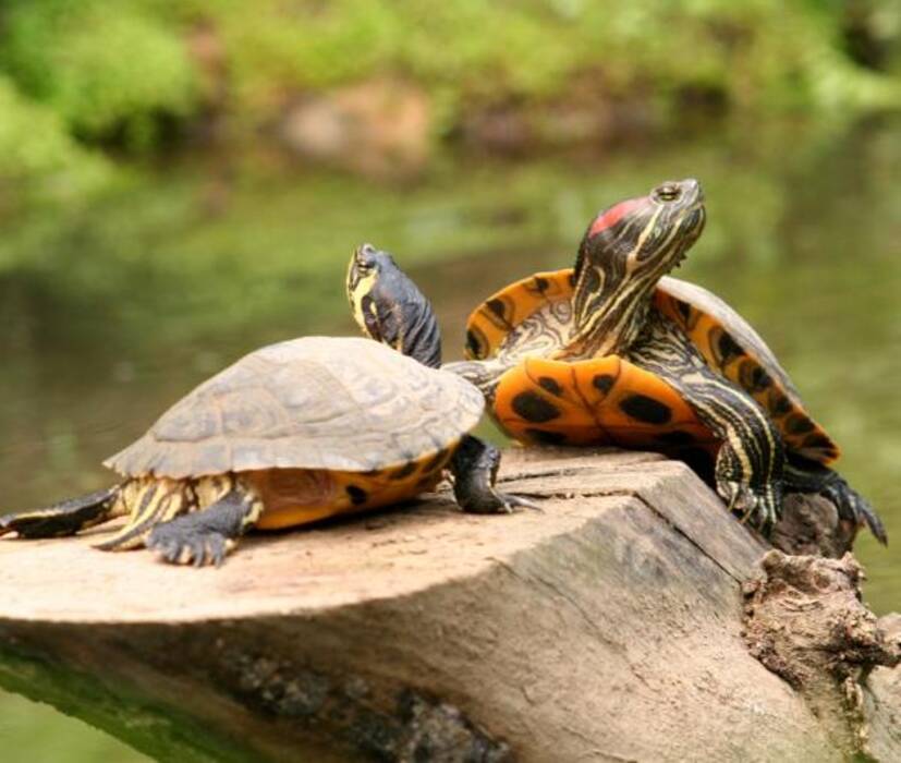 ¿Es posible mantener una tortuga de orejas rojas sin agua y durante cuánto tiempo??