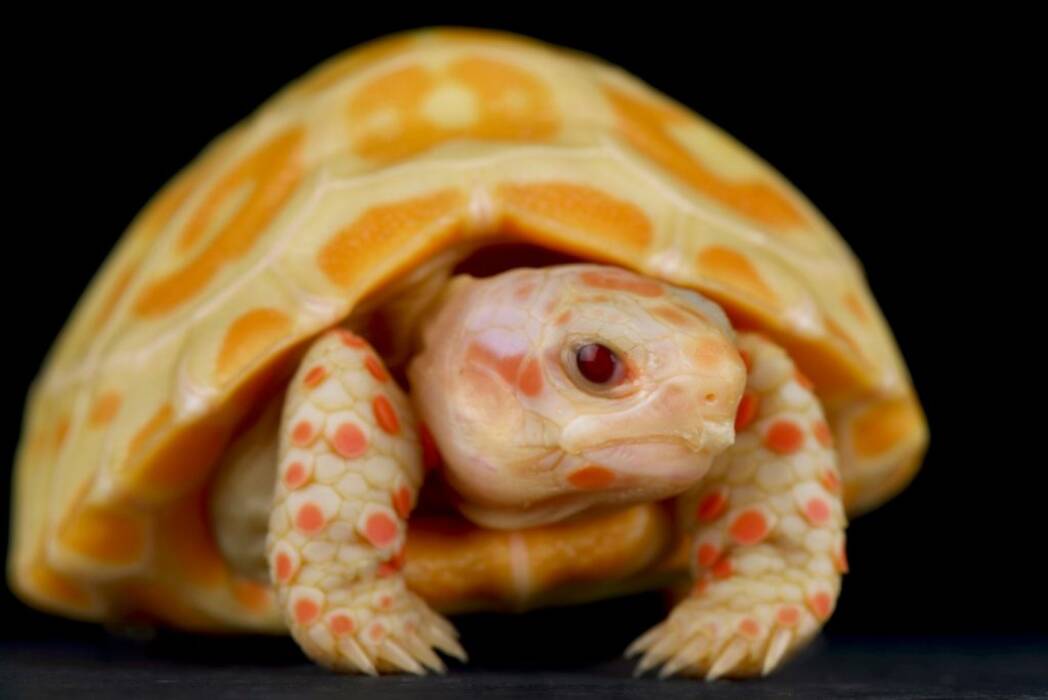 ¿Es posible que una tortuga de orejas rojas a caminar alrededor de la plana y la forma de caminar a cabo??