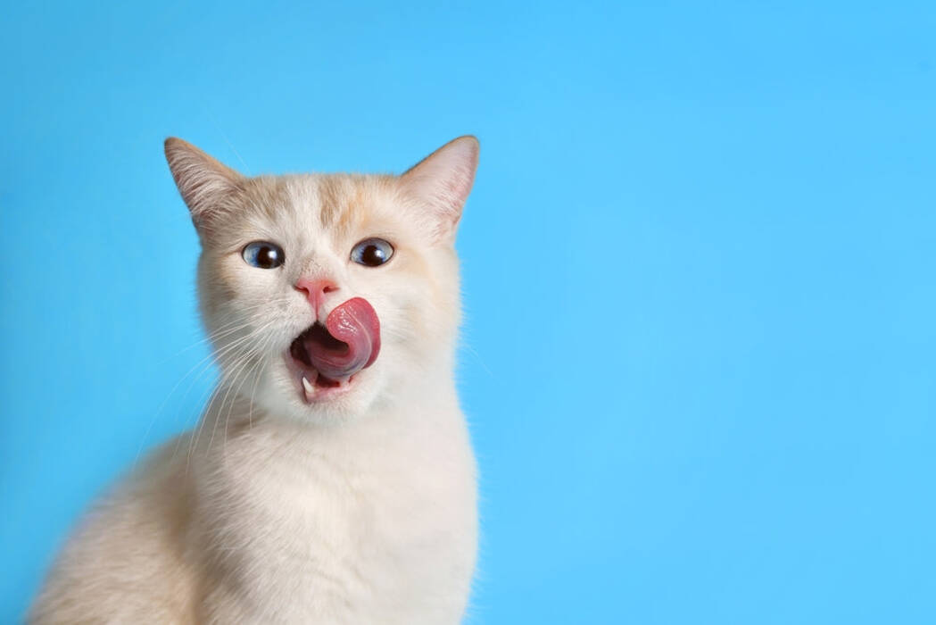Gatito con 1-2 meses: características de desarrollo y cuidados