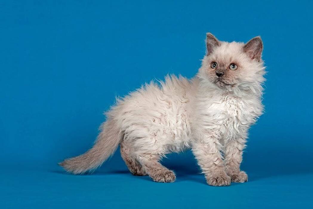 Gatos con borlas en las orejas: variedad de razas y peculiaridades de mantenimiento