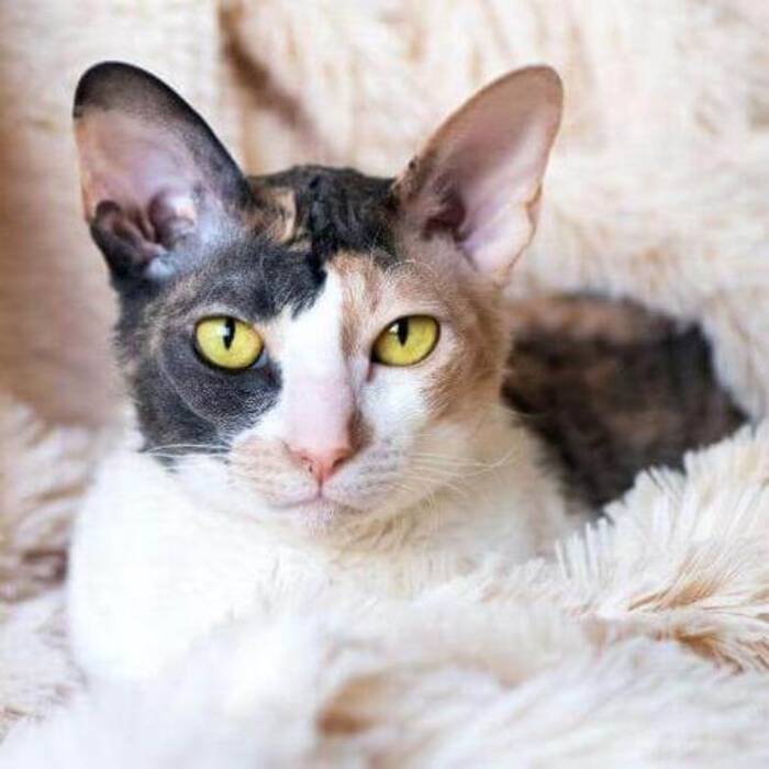 Gatos Rex: razas populares y su mantenimiento
