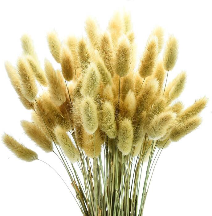Lagurus como flor seca