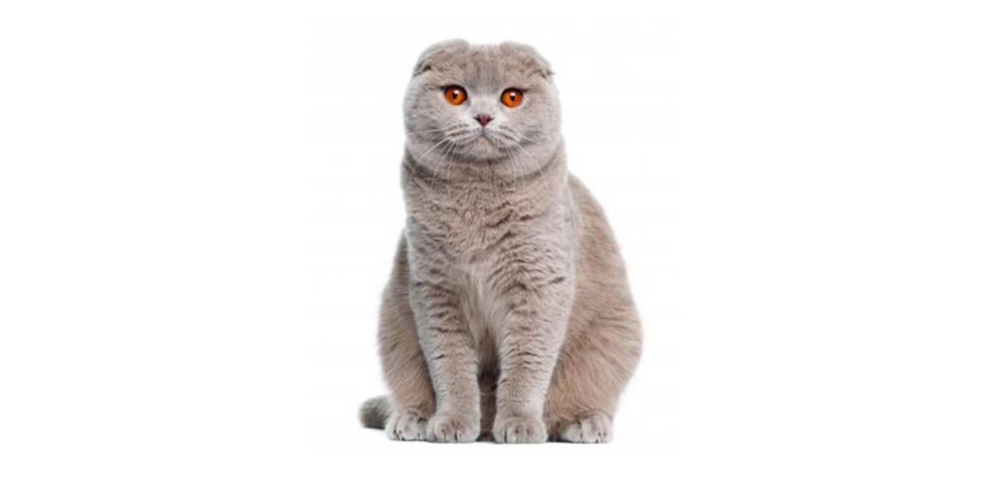 Lista de nombres de gatos escoceses