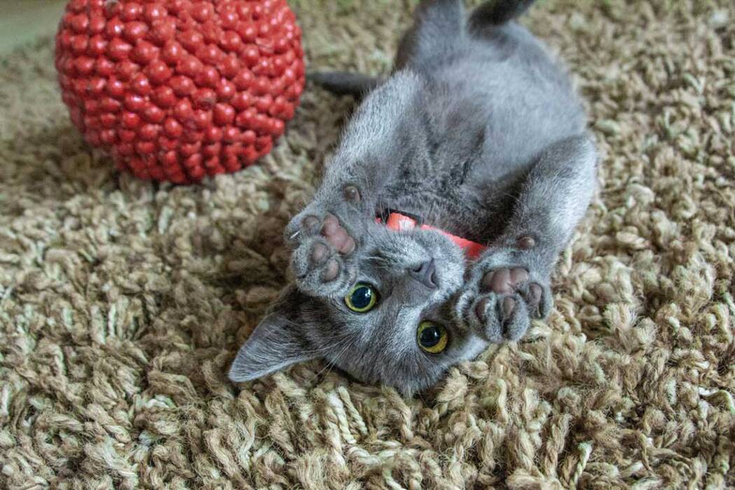 Lista de nombres divertidos y bonitos para un gato escocés