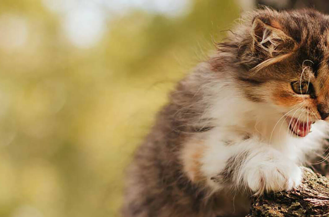 Maine Coon Métis: características, variedades y recomendaciones sobre el contenido