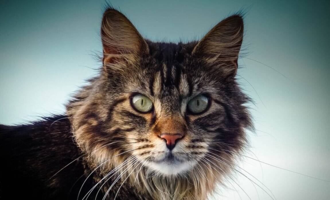 Maine Coons de pelo corto y de pelo liso: descripción y peculiaridades de su cuidado