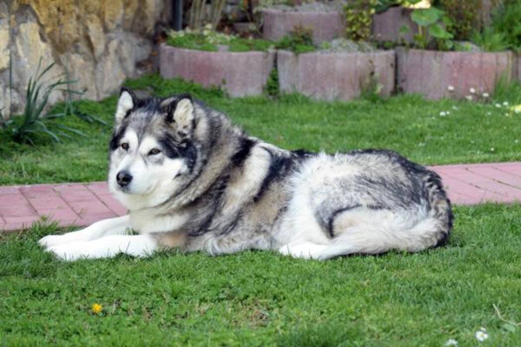 Malamute y Husky: descripción y diferencias entre las razas