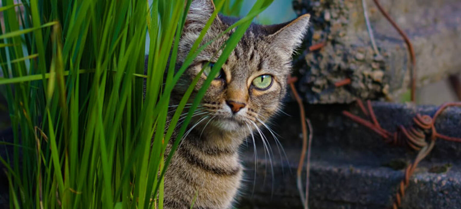 Menta gatuna: qué es y cómo actúa la planta en los gatos?