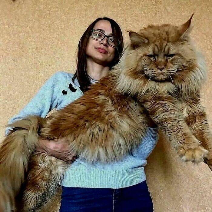 Nombres para Maine Coons: cómo llamar a un chico?