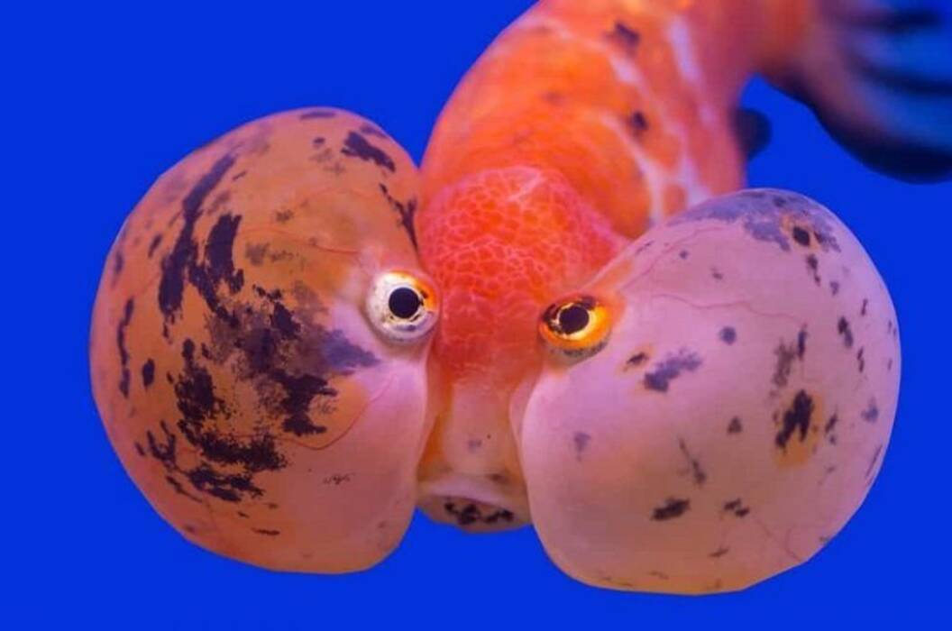 Ojo de burbuja