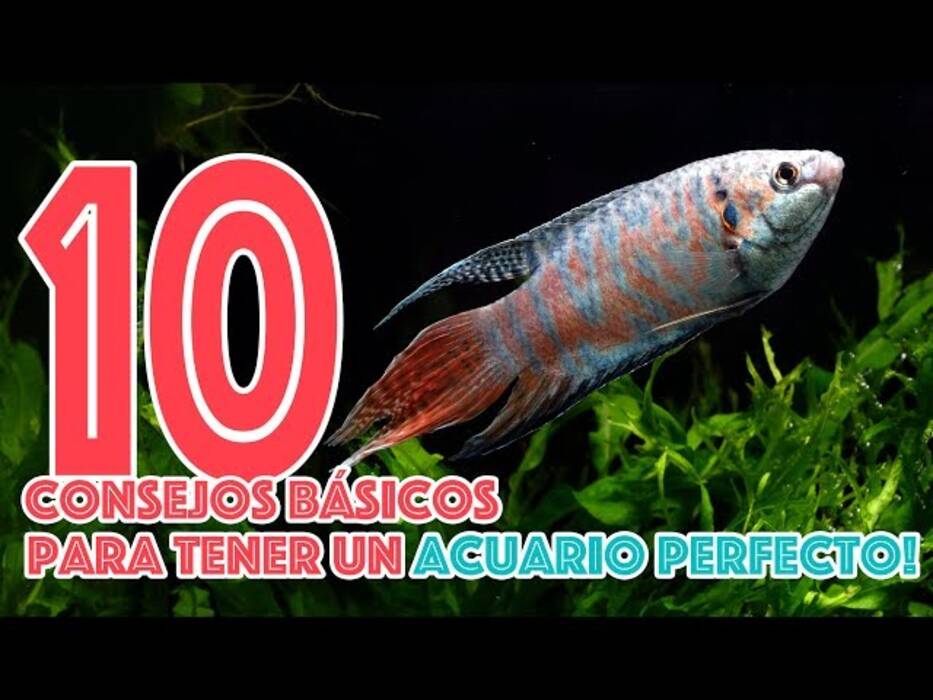 Peces rosados de acuario: descripción general de las especies y recomendaciones para su cuidado