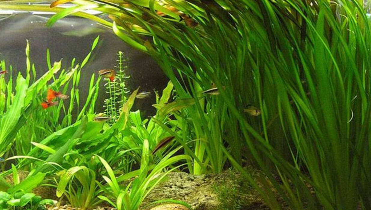 Plantas flotantes de acuario: variedades, elección y peculiaridades de cuidado