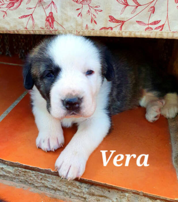 Qué apodo elegir para un perro Alabai niña?