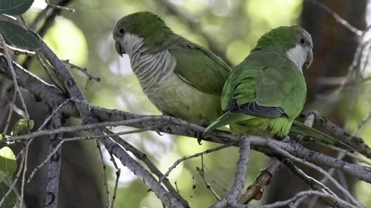 Qué tipo de loro es mejor tener en el piso?
