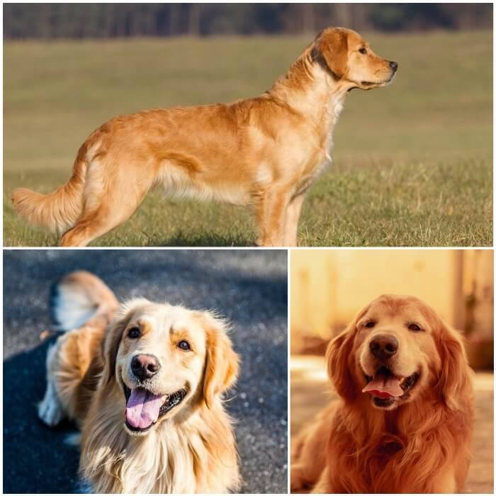 Razas de perros similares al Labrador