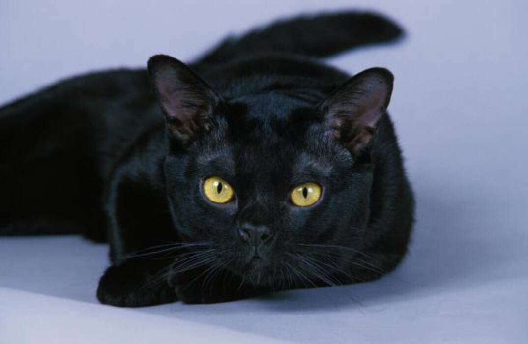 Razas populares de gatos y gatos negros