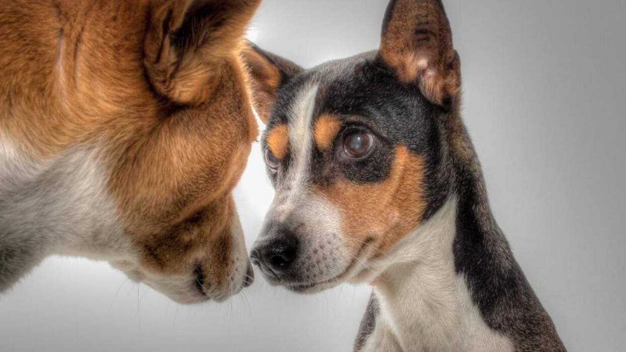 Revisión de las nuevas razas de perros