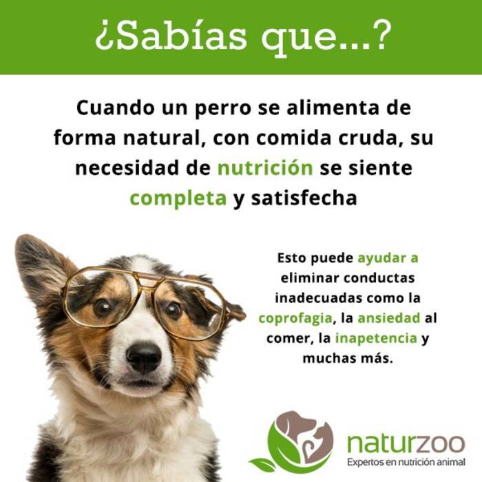 ¿Se puede dar pan a los perros y qué es lo mejor para alimentarlos??