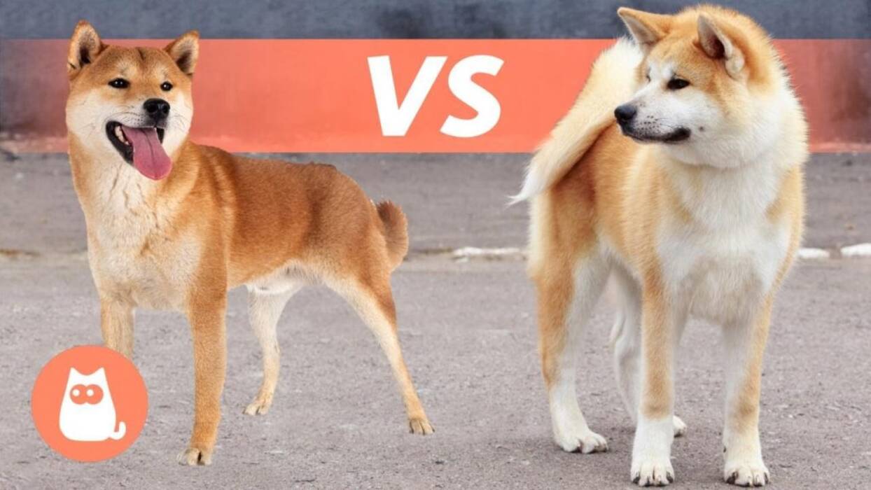 Shiba-inu y Akita-inu: ¿cuál es la diferencia??
