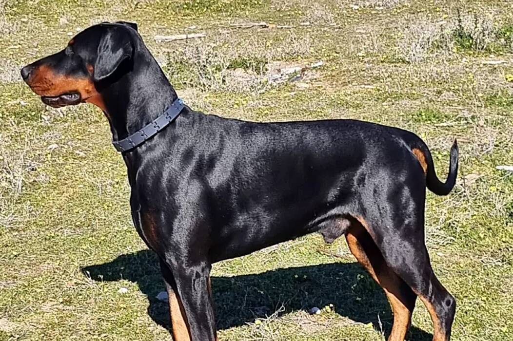 Si las orejas y la cola de un Doberman deben comprarse o pueden dejarse sin cortar?