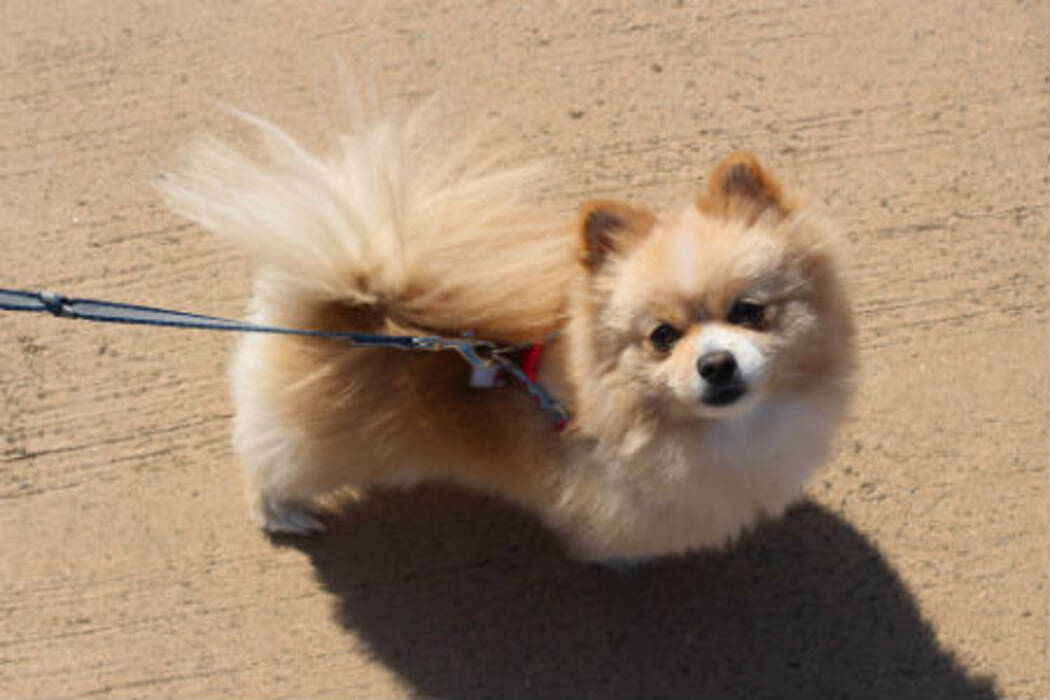 Spitz cremoso: características del color, condiciones de cría de los cachorros