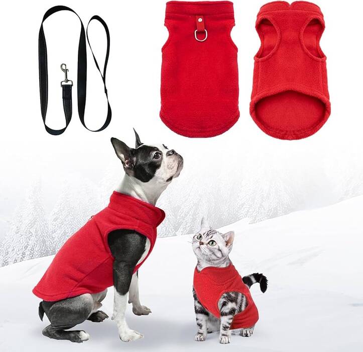 Terriers Toy Rojos: descripción, pros y contras, normas de tenencia