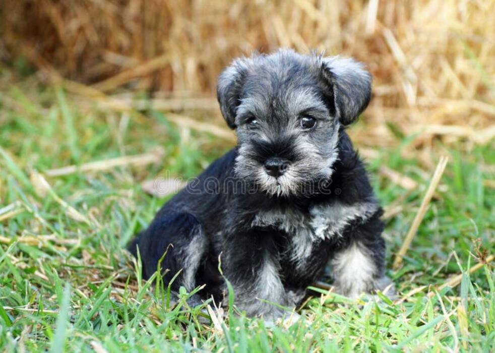 Todo sobre los Zwergschnauzers negros